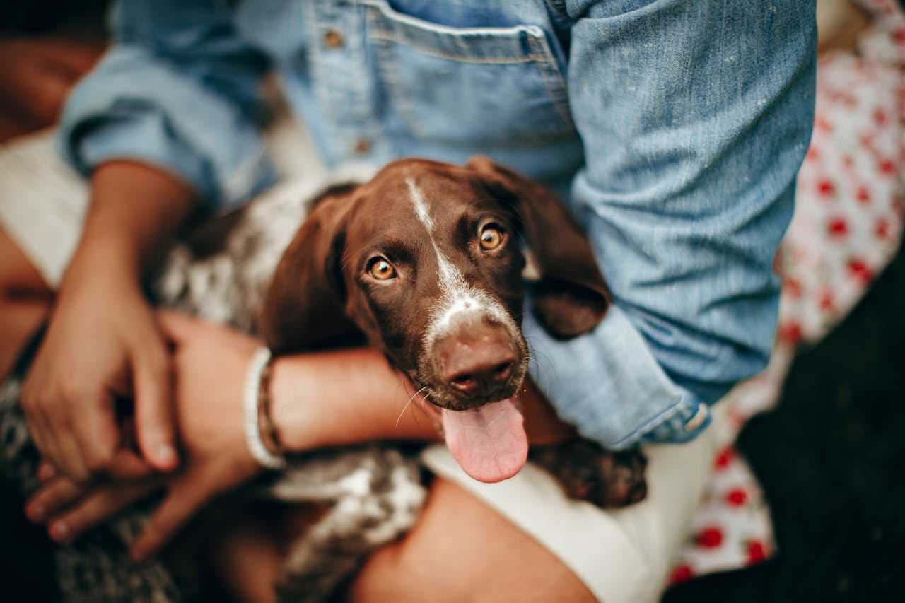 Celebrating Valentine’s Day: Sharing the Love with Your Dog